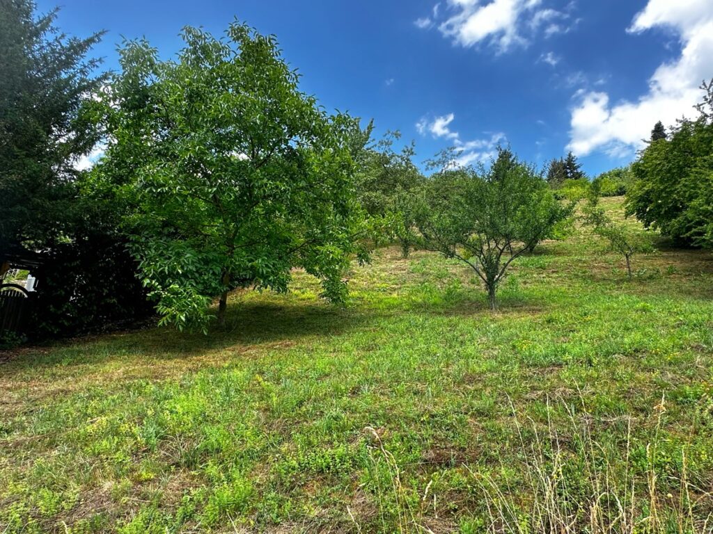 Obstwiese neben dem Haus
