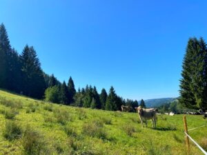 Aufstieg zum Hündlekopf