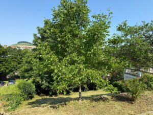 Baugrundstück mit wunderschönem Ausblick