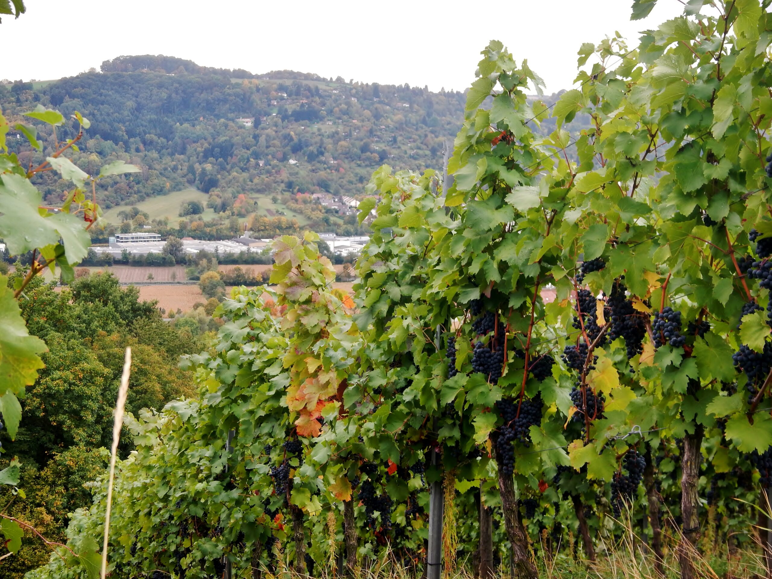 Weinberge bei Remshalden im Remstal